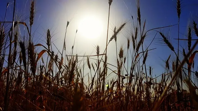 review of a naked woman in the snow; image of wheatfield