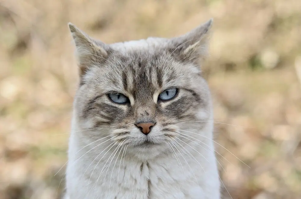 recent changes Home for Fiction. Image of unimpressed cat.